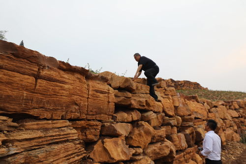 金銀花開九間棚 技術轉讓鋪就山區產業振興路