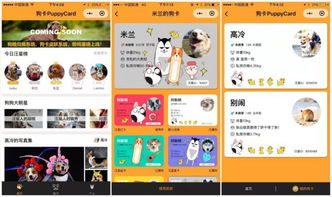 貓卡之后再有狗卡 上線 15 天用戶 30 萬,小程序 寵物賽道究竟有多火